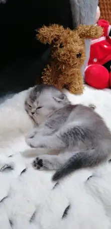Котята шотландские вислоухие, фотография 6