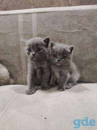 Британские котята, фотография 3