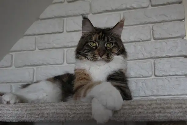 Взрослая кошка мейн-кун в добрые руки., фотография 2