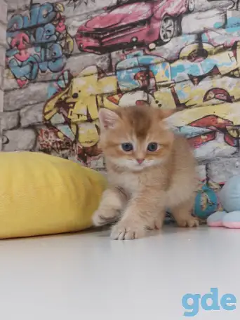 Шотландские котятя, фотография 5
