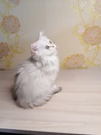 Британская кошечка, фотография 5