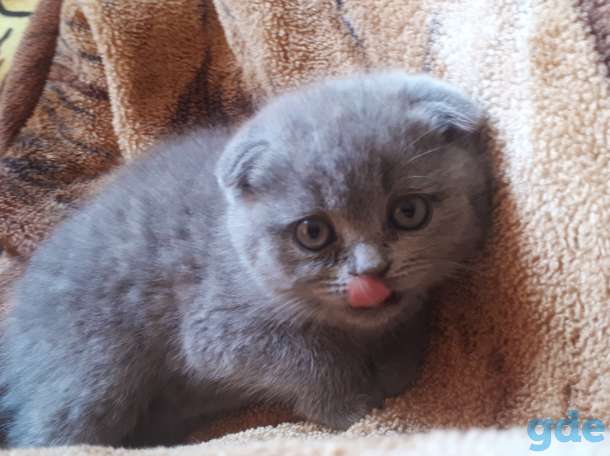 шотландские котята, фотография 4