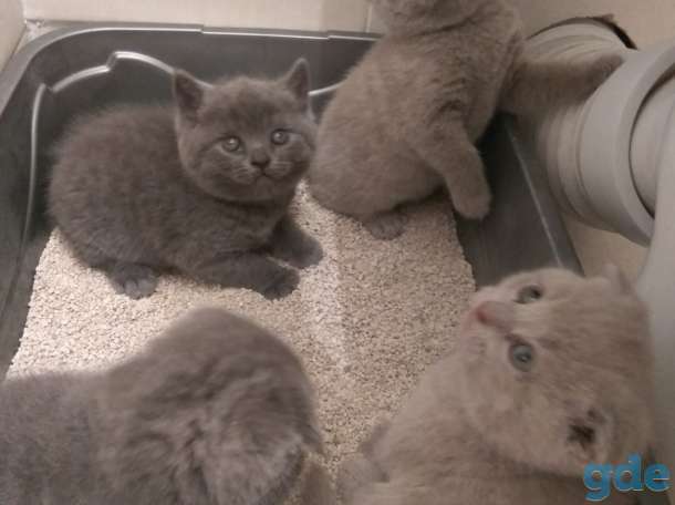 Шотландские котята, фотография 1