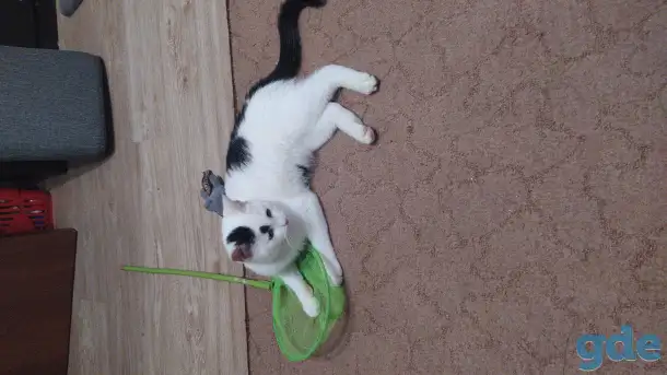 Котенок, фотография 3