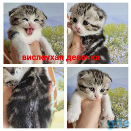 Шотландские котята, фотография 6