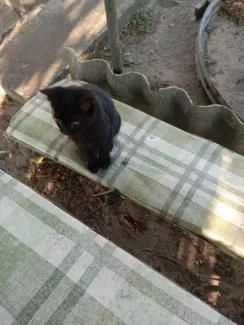 Котенок в дар, фотография 4