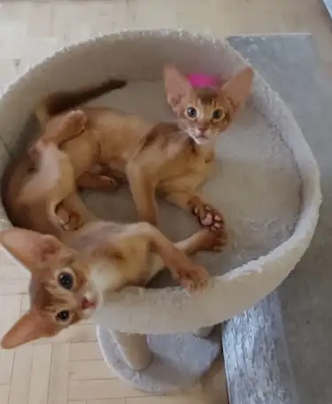 Котята, фотография 7