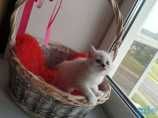 Шотландских породистых котят, фотография 4