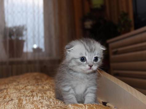 Шотландские котята, фотография 1