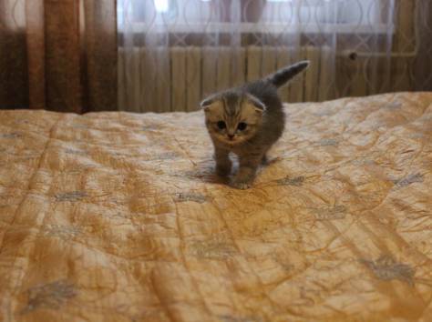 Шотландские котята, фотография 2