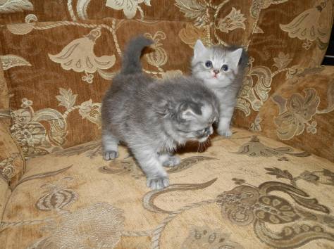 Шотландские котята, фотография 3