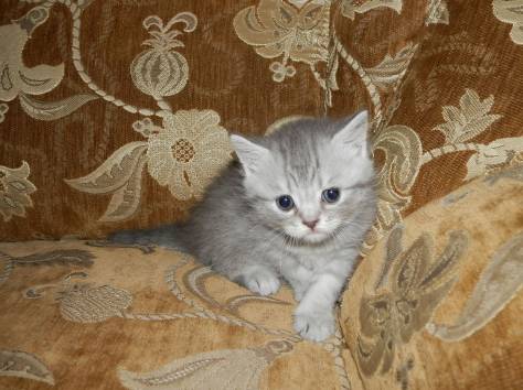 Шотландские котята, фотография 4