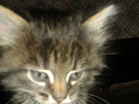 Котята  вдар, фотография 2