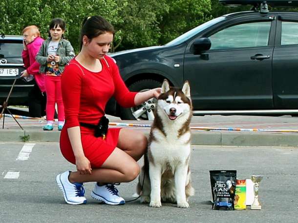 Профессиональный хендлер , фотография 2