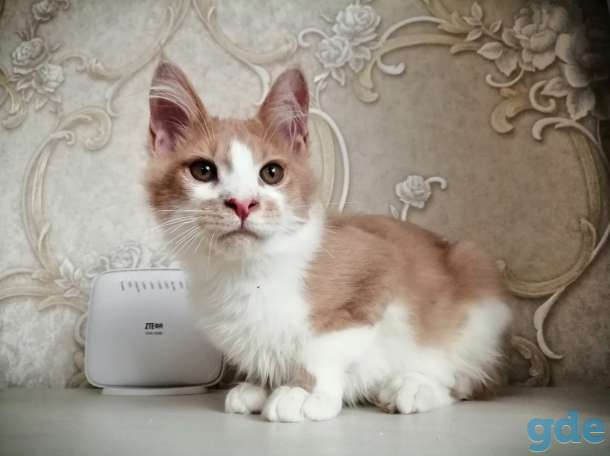 Котенок, фотография 1
