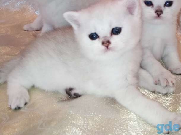 Чистокровные шотландские котята, фотография 3