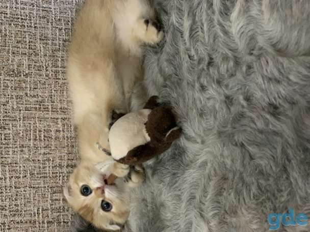 Шотландская кошечка, фотография 14