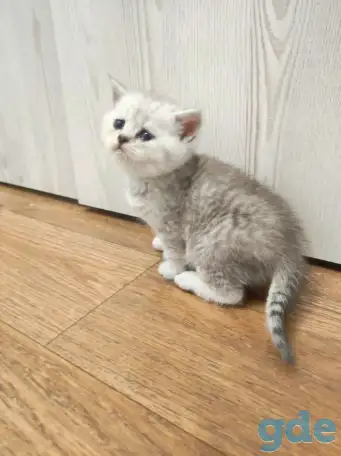 Котята шотландские, фотография 1