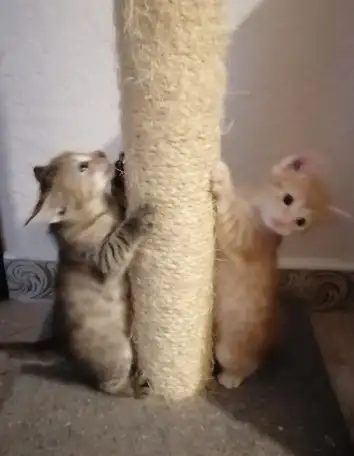 Дарю котят, фотография 1