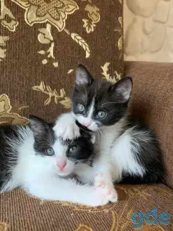 Котята ищут дом, фотография 3