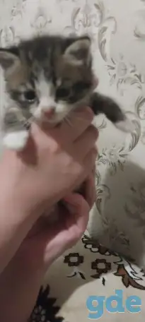 котята в хорошие руки, фотография 2