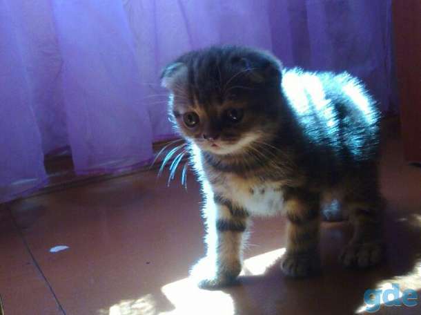 Шотландские котята(котёнок) скоттиш фолд+ ПОДАРОК!!!, фотография 3