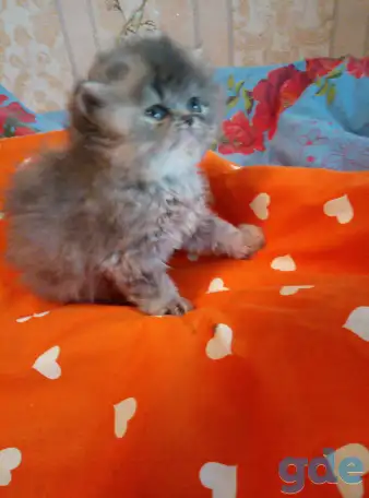 Экзотические плюшевые короткошетстные мраморные котята, фотография 8