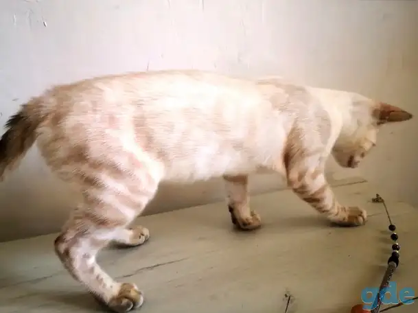 Бенгальские котята, фотография 6