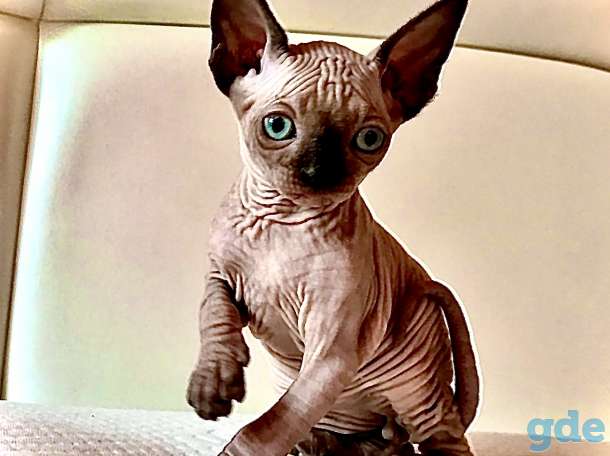 КАНАДСКИЙ СФИНКС кот приглашает на ВЯЗКУ кошечку, фотография 7