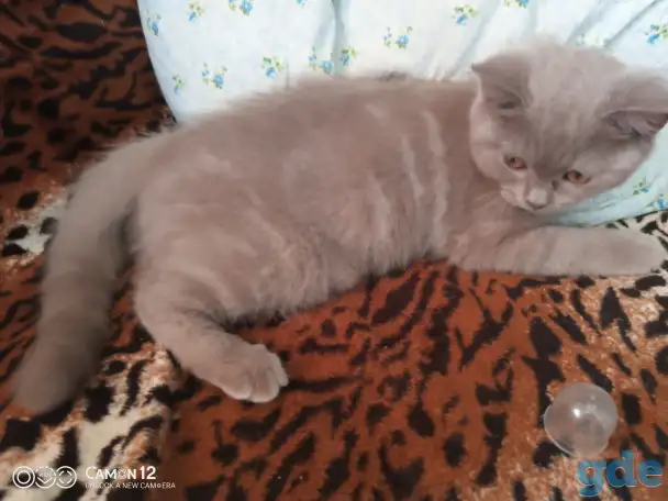 Котёнок, фотография 4