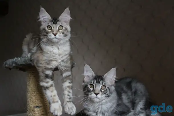 Котята мейн кун!, фотография 6