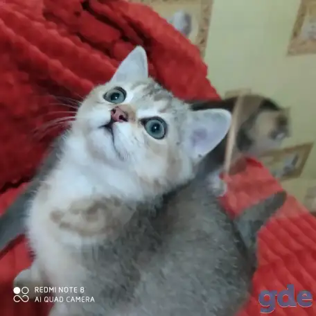Шотландские котята золотая шиншилла. Договорная, фотография 6