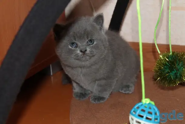 Британские котята, фотография 6