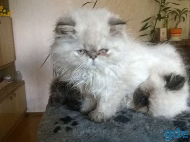 персики котята, фотография 3