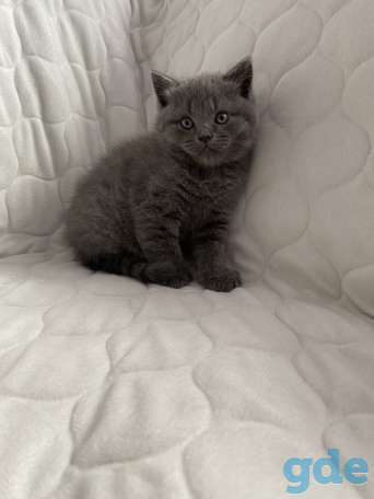 Британские котята, фотография 3
