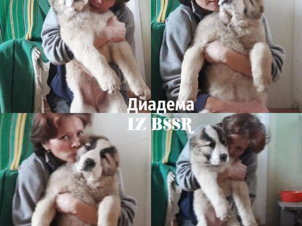 Сао класса люкс!, фотография 4