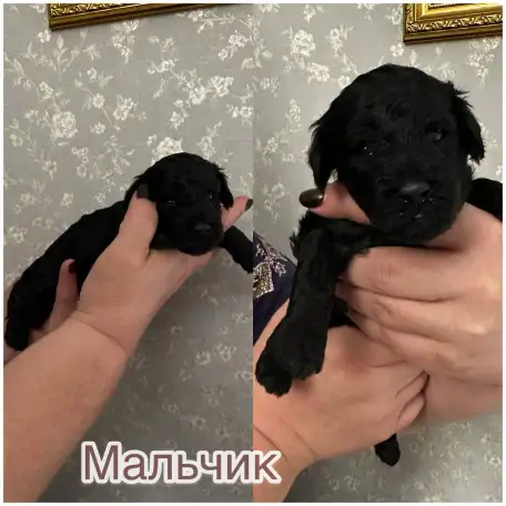 Щенки той-пудель, фотография 5