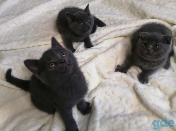 Шотландские котята, фотография 1