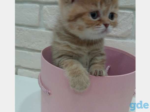 Шотландские кошечки, фотография 4