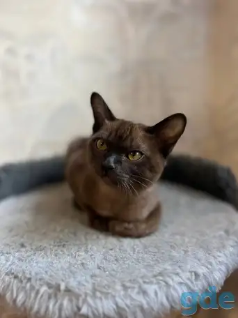 Котята европейской бурмы, фотография 9