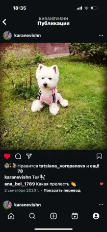 Щенки Вест Хайленд Вайт Терьер, фотография 5