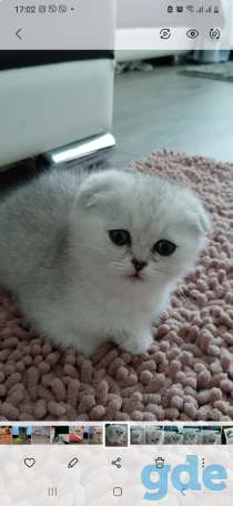 Котята, фотография 1