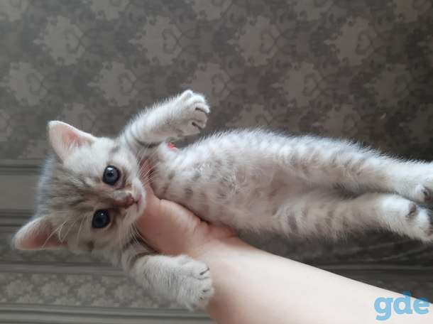 Шотландские котята, фотография 3