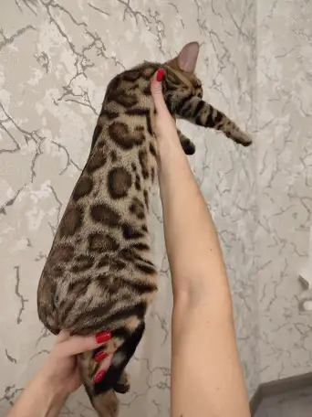 Бенгальский котенок мальчик, фотография 7