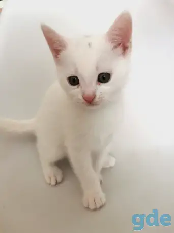 Отдам котят, кошку и кота, фотография 5