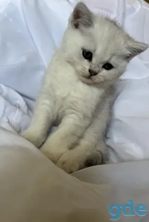 Британские котята окрас серебристая шиншилла, фотография 4