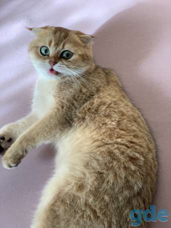 Шотландская кошечка, фотография 12