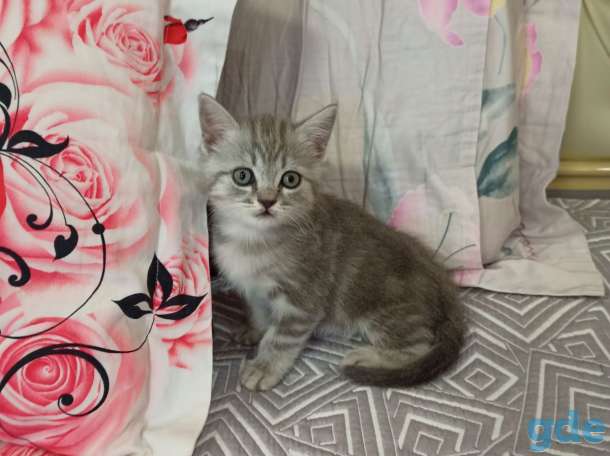 котята шотландские, фотография 5