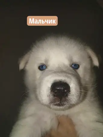 Продаются славные щенк., фотография 1