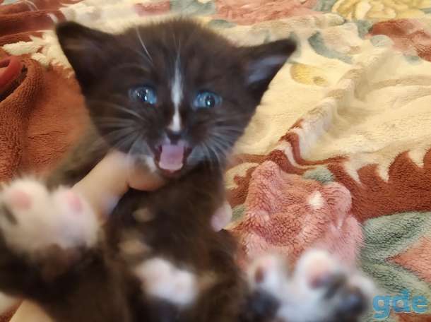 Котенок в дар, фотография 1